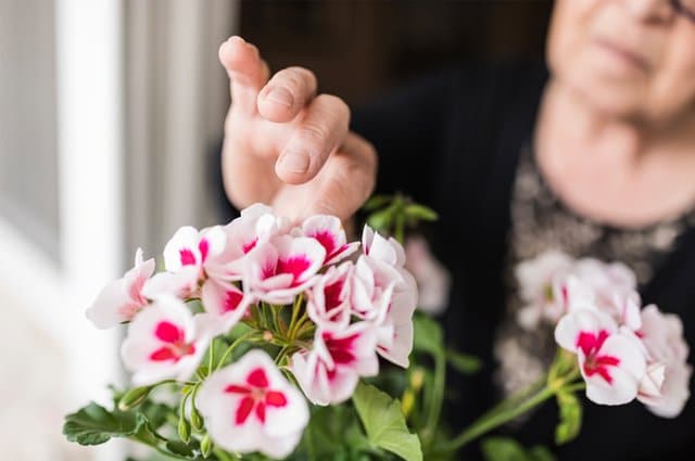 Vill du behålla dina vackra pelargoner till nästa år? Så här gör du!