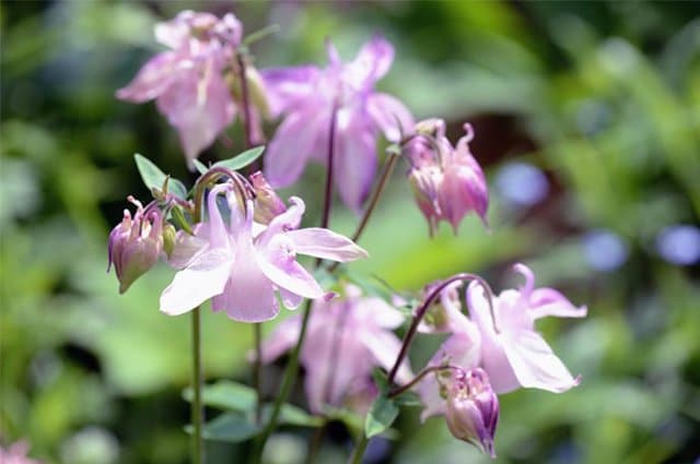 Har du en skuggig trädgård och svårt att få växterna att trivas? Här tipsar vi om vilka växter som kan växa i skuggan och hur du tar hand om dem.