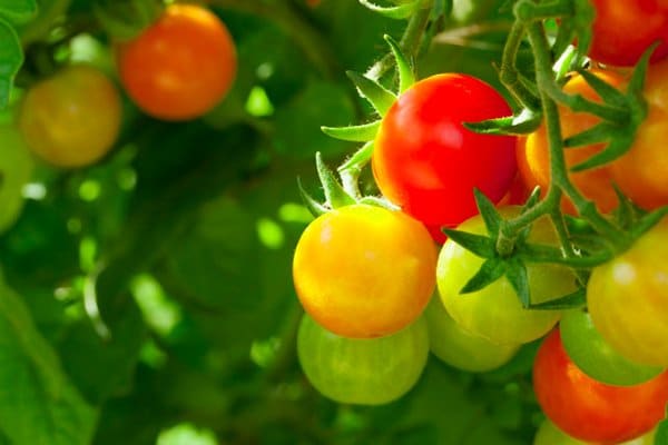 Bakpulver – mirakelmedlet för trädgården - Vi i Villa