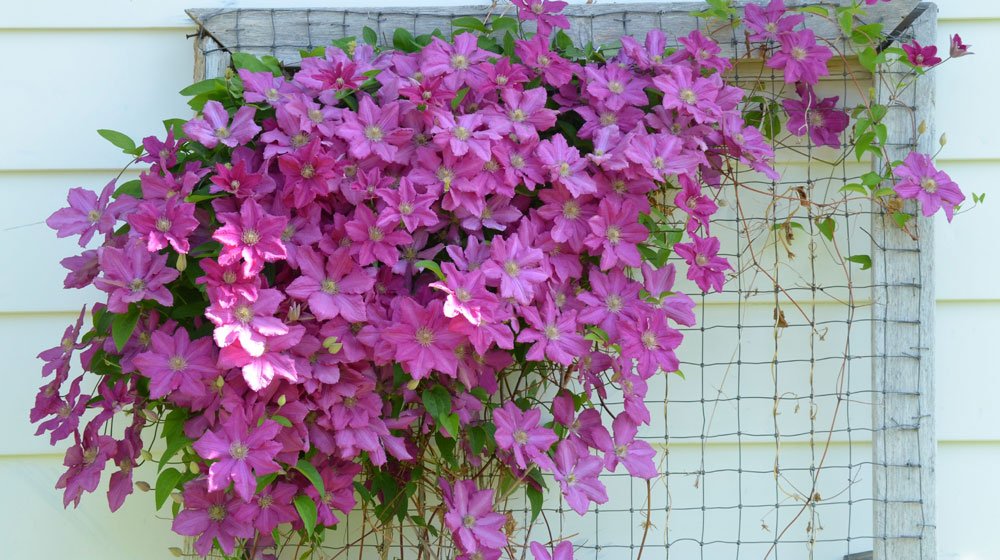 Letar du efter en vacker klematis? Vi tipsar om 10 favoriter och hur du får dem att blomma år efter år.