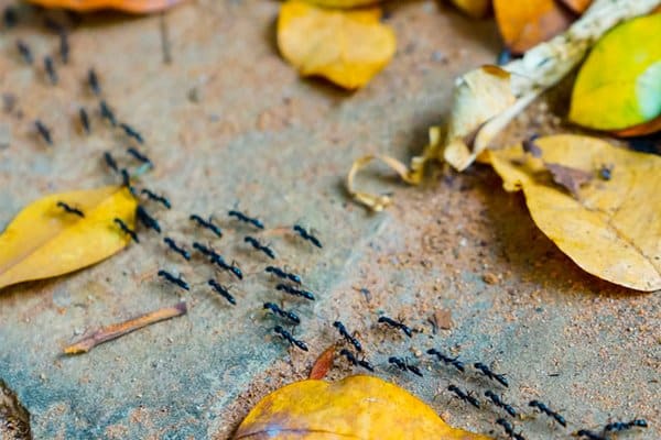 Bakpulver – mirakelmedlet för trädgården - Vi i Villa