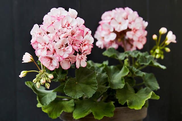 I början av mars är det dags att väcka pelargonerna ur vintervilan. Så här gör du!