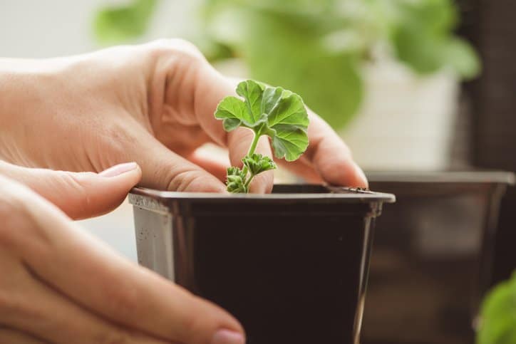 Sätt fart på pelargonerna! - Vi i Villa