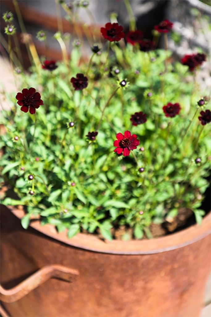 Victoria Skoglunds glödheta växter i krukor! - Vi i Villa