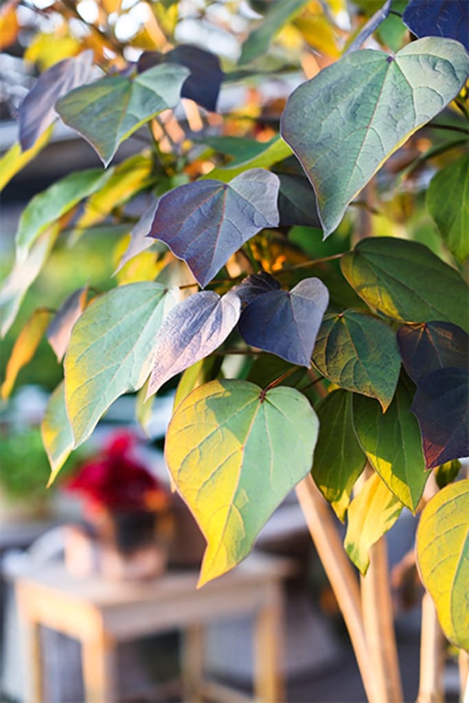 Victoria Skoglunds glödheta växter i krukor! - Vi i Villa