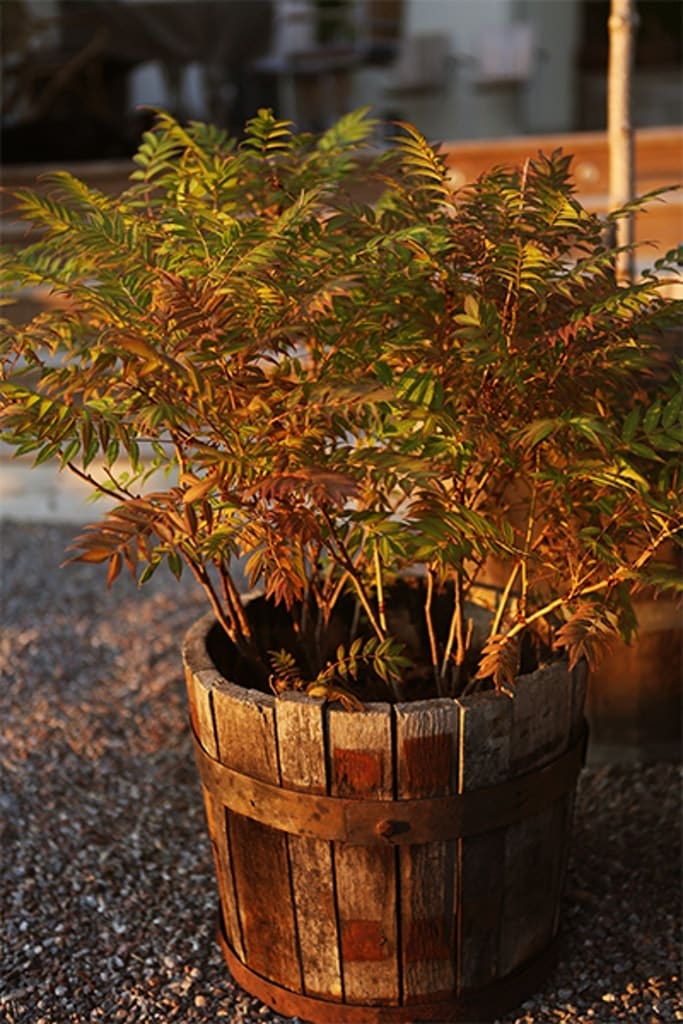 1. Rönnspirea, Sorbaria sorbifolia ‘Sem’, zon 5.