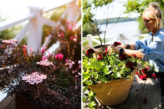 Blommor och blad som glöder i kvällssolen i vinrött, purpur och svart. Gärna i kombination med en snyggt rostig kruka. Här är växterna som fyller trädgårdsmästaren Victoria Skoglunds krukor!