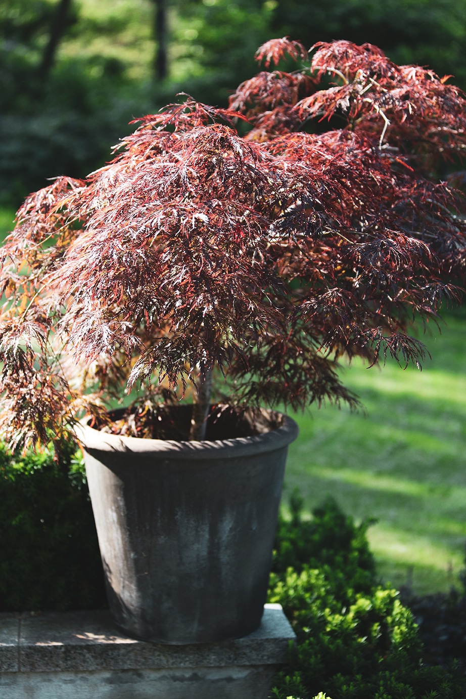2. Japansk lönn, Acer palmatum, ’Dissectum Garnet’ zon 2–3*.