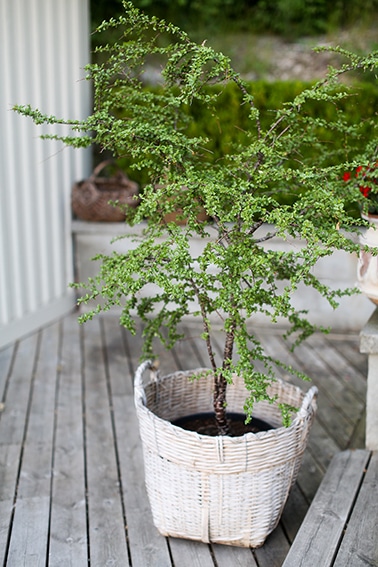 8. Sydbok, Nothofa-gus antarctica, zon 2.