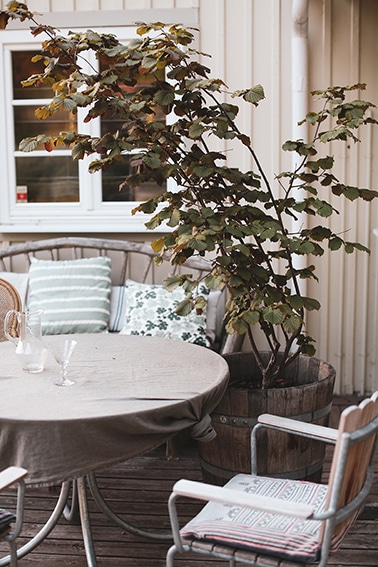 7. Hasselnöt, Corylus ‘Rote Lambertsnuss’, zon 3.