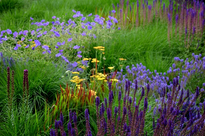 salvia, nemorosa, sage, liatris, spicata, kobold, achillea, millefolium, lush, flower bed, garden, gardening, terracotta, yellow, blue, pink, vioiet, maintenance, urban, praire, park, street, city, blossom, desert, eve, geranium, magnicficum, imperata, cylindrica, red, baron, ornamental, grass, flower, nature, flowers, lavender, spring, purple, green, plant, field, summer, beauty, bloom, violet