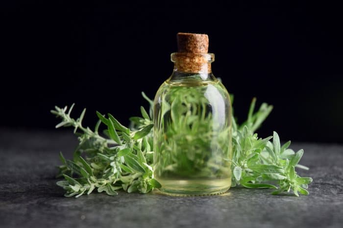 Krydda trädgården med malörtens vackra och väldoftande blad. Här är fem olika malörter att upptäcka!