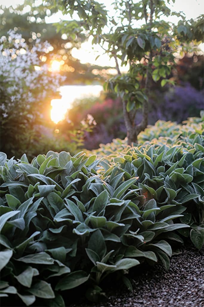 Lammöra täcker marken snabbt.