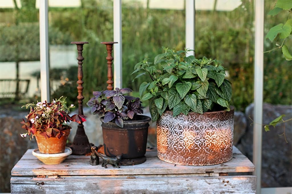 Victoria gillar krukor med patina som man kan hitta på loppis. Här med lyckoklöver och basilika.