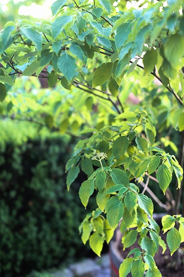9. Kranskornell, Cornus alternifolia, zon 3.