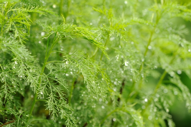 A green southernwood (artemisia abrotanum) plant with water drops