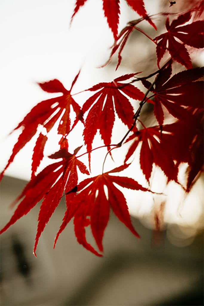 Japansk lönn ’Atropurpureum’.