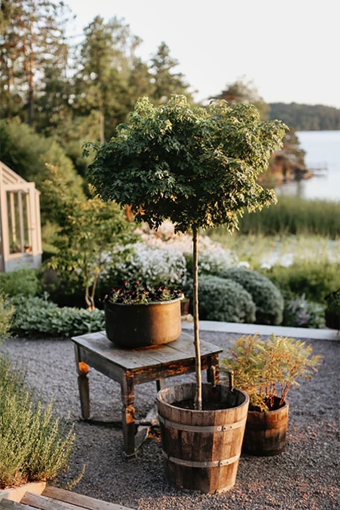 4. Klotnaverlönn, Acer campestre ‘Nanum’, zon 3–4.