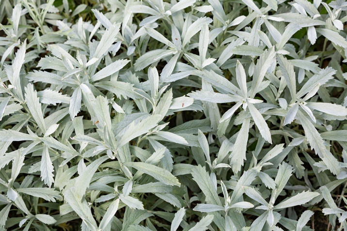 Silver wormwood, western mugwort, Louisiana wormwood, white sagebrush, and gray sagewort – Artemisia ludoviciana.