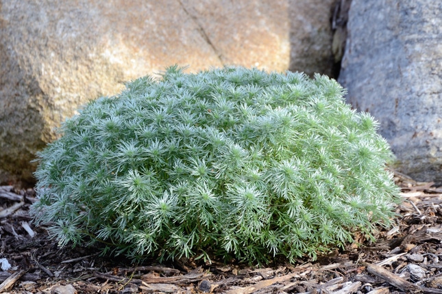 Silver Mound Artemisia a Perennial Plnat For Landscaping