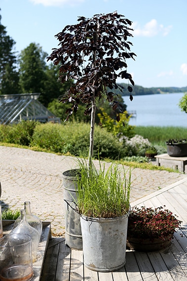 5. Hängblodbok, Fagus sylvatica ‘Purpurea Pendula’, zon 3*.