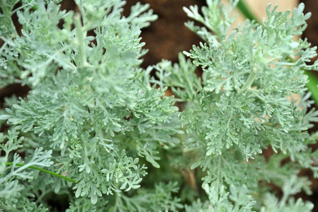 Malört för brännvin och rabatt - Vi i Villa