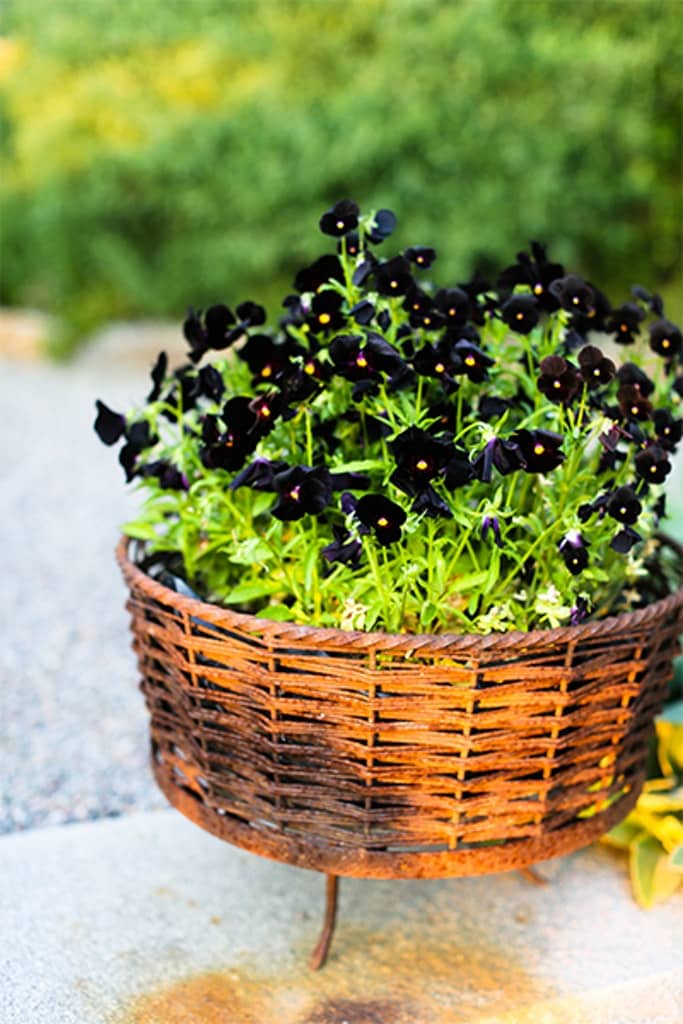 Victoria Skoglunds glödheta växter i krukor! - Vi i Villa