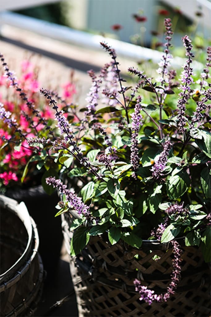 Victoria Skoglunds glödheta växter i krukor! - Vi i Villa