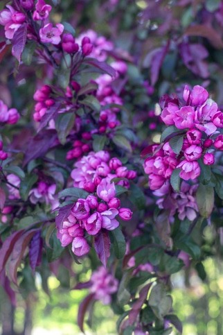 11. Purpurapel, Malus, zon 3–4.