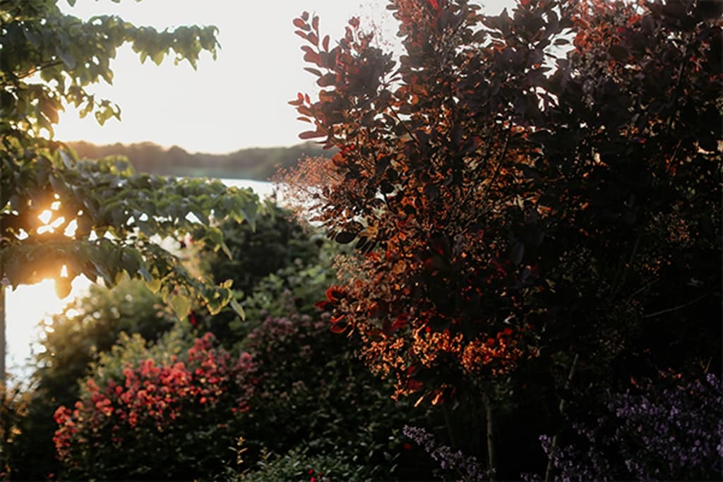 Perukbuske och röda stjärnflockan ’Venice’ glimmar i kvällsolen.