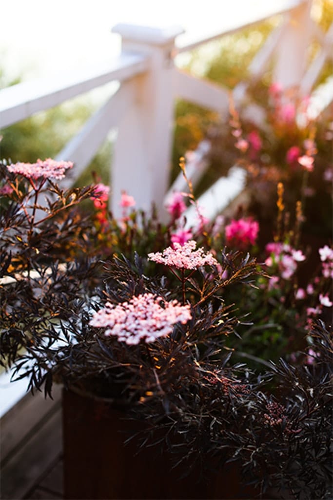 Victoria Skoglunds glödheta växter i krukor! - Vi i Villa