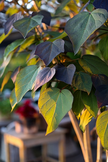 6. Purpurkatalpa, Catalpa x erubescens ‘Purpurea’, zon 3.