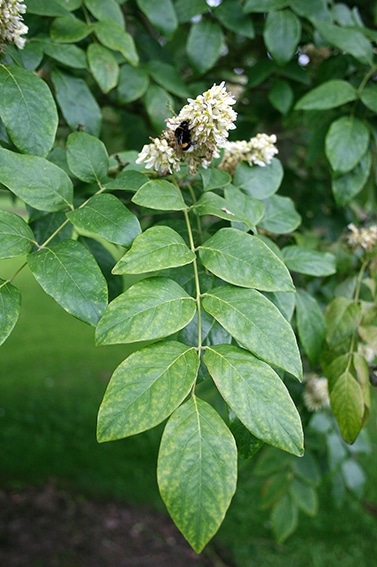 10. Maackia, Maackia amurensis, zon 6.