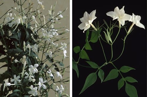 Parfymblomman jasmin är en lättskött krukväxt som får hemmet att dofta underbart! Så här lyckas du!