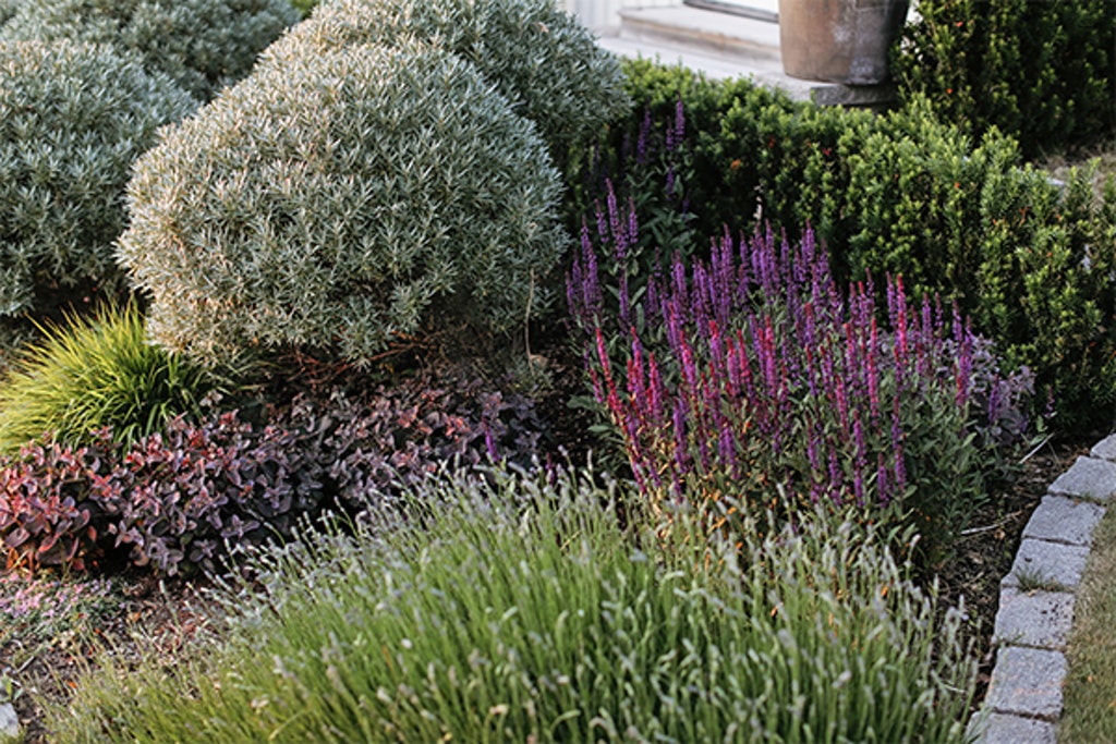 Havtornskloten är åtta år men blev stora ganska snabbt. ”Klipper man dem från början blir de väldigt täta och fina, så formen är rund redan andra året. Jag jobbar mycket med runda former för att skapa struktur även vintertid.”