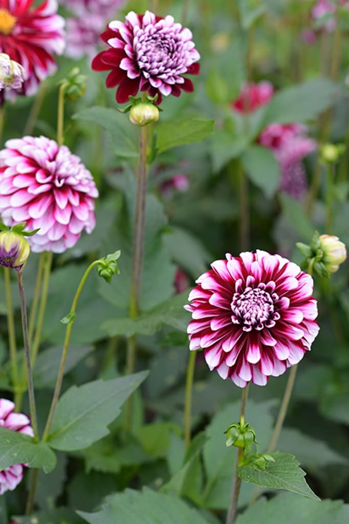 10. ’Ariko 9707’