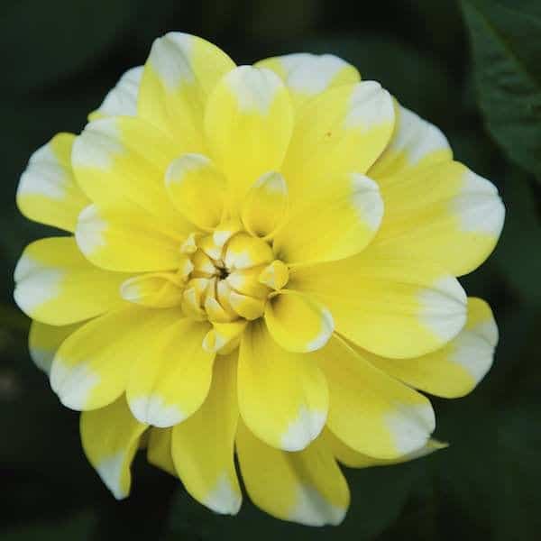 7. ’Lemon Cane’