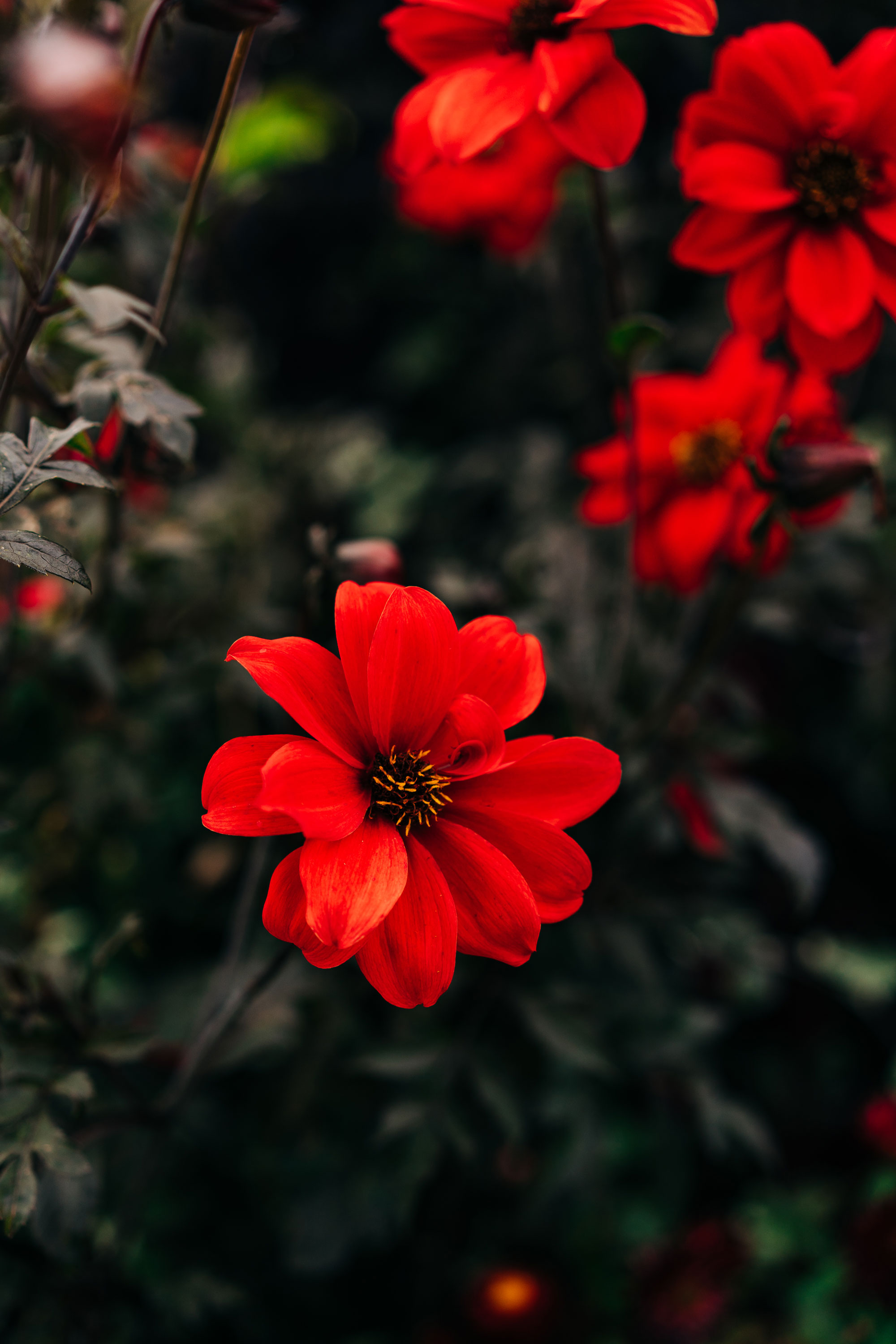 6. Piondahlia ’Bishop of Llandaff’ Foto: Getty Images
