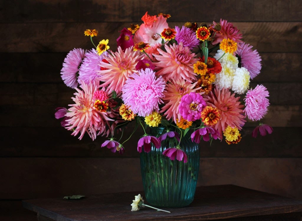 Dahlior är fantastiska bukettblommor! Här i en vas tillsammans med trädgårdssolbrud, zinnia och rosenskära.