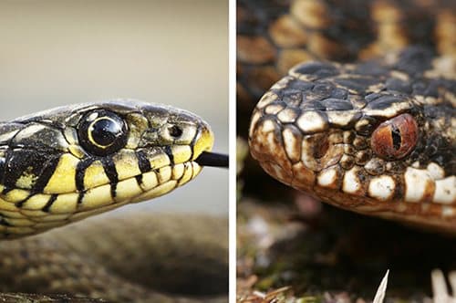 Sommaren är högsäsong för ormar. Så här ser du skillnad på giftiga huggormar och ofarliga snokar!