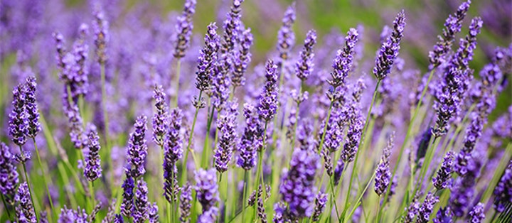 Solsäkra och lättskötta! Här är 10 växter som tål torka! - Vi i Villa