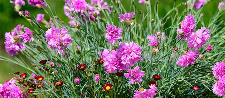 Solsäkra och lättskötta! Här är 10 växter som tål torka! - Vi i Villa