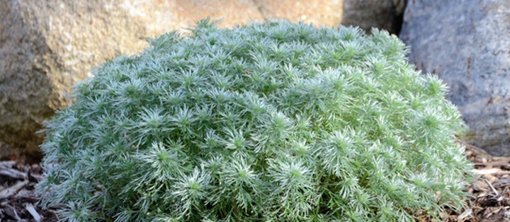 Solsäkra och lättskötta! Här är 10 växter som tål torka! - Vi i Villa