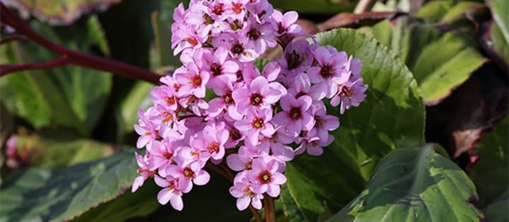 Solsäkra och lättskötta! Här är 10 växter som tål torka! - Vi i Villa