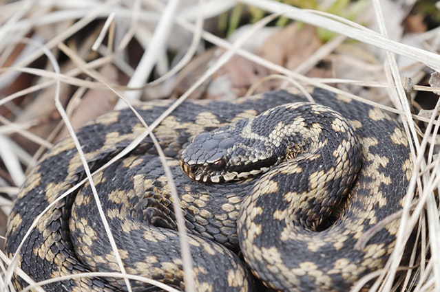 Huggorm (Vipera berus) har vanligtvis ett sicksackmönster på ryggen.