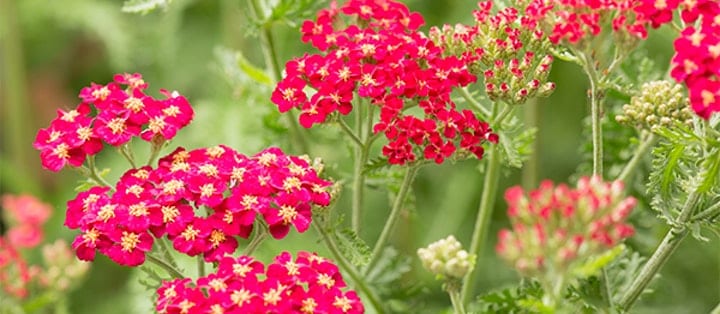 Solsäkra och lättskötta! Här är 10 växter som tål torka! - Vi i Villa