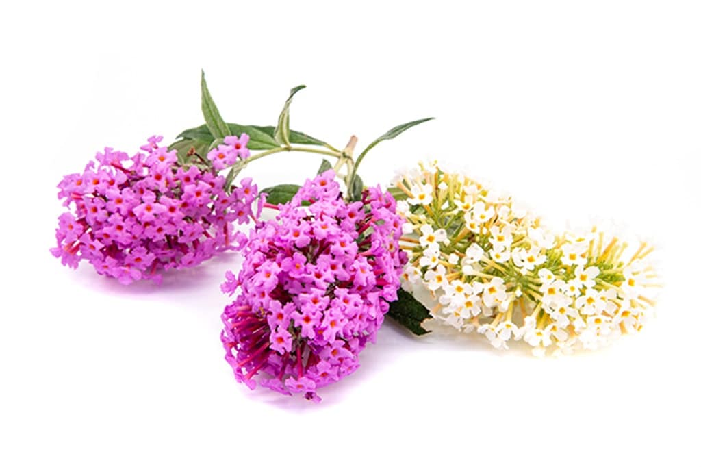 Syrenbuddleja (Buddleja daviidi) kallas också för fjärilsbuske eftersom blommorna lockar till sig mängder av fjärilar.