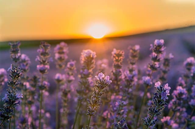 Värmeböljor blir allt vanligare i takt med klimatförändringarna. Vill du satsa på fleråriga växter som tål torka? Här är 10 av våra favoriter!