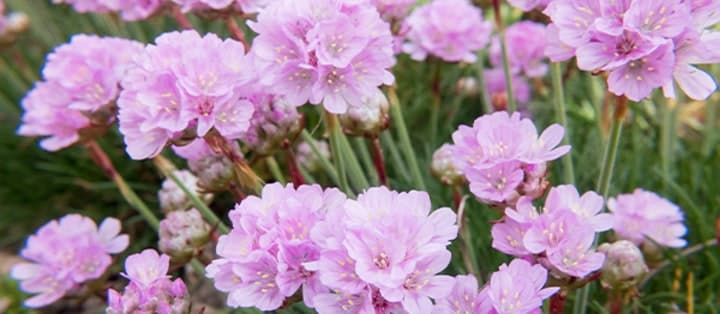 Solsäkra och lättskötta! Här är 10 växter som tål torka! - Vi i Villa