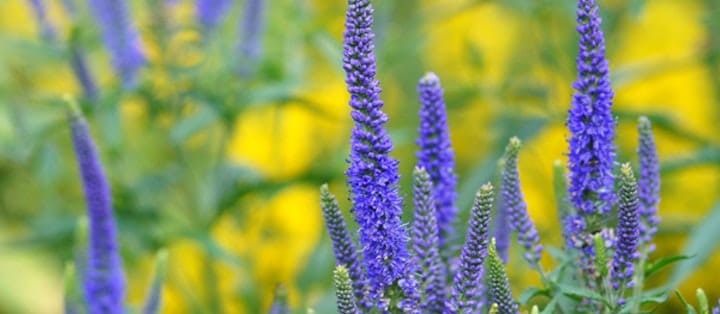 Solsäkra och lättskötta! Här är 10 växter som tål torka! - Vi i Villa